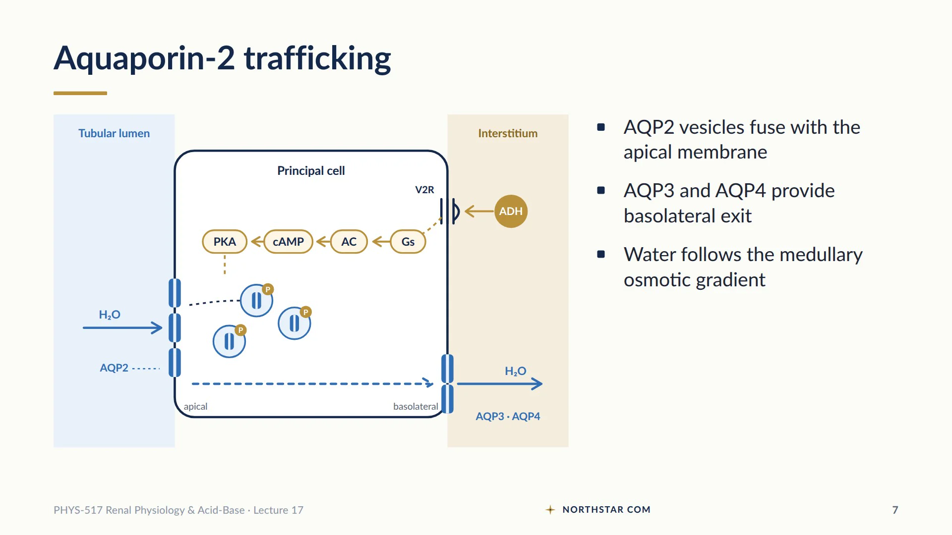 Lecture slide titled Aquaporin-2 trafficking. A principal cell diagram shows vasopressin acting through the V2 receptor so that AQP2 vesicles fuse with the apical membrane; the first bullet reads: AQP2 vesicles fuse with the apical membrane.